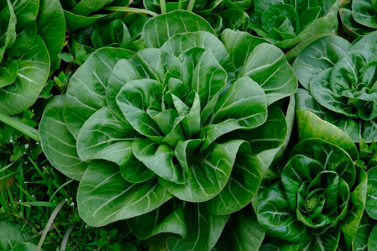 Tè verde antiossidante